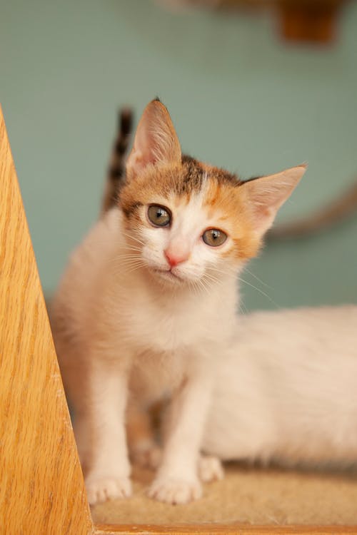 White and Brow Kitten