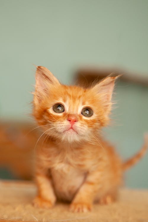 Free Ginger Kitten Looking Up Stock Photo