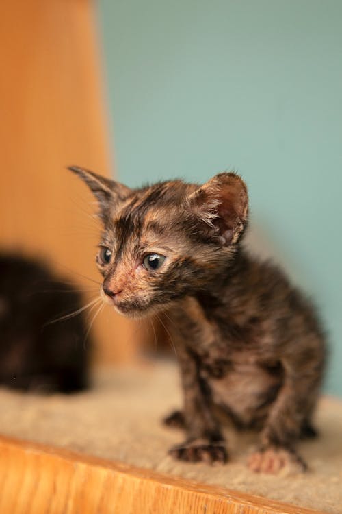 Free Small Brown Spotted Kitten Stock Photo