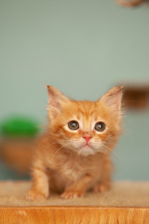 Ginger Kitten Looking Up