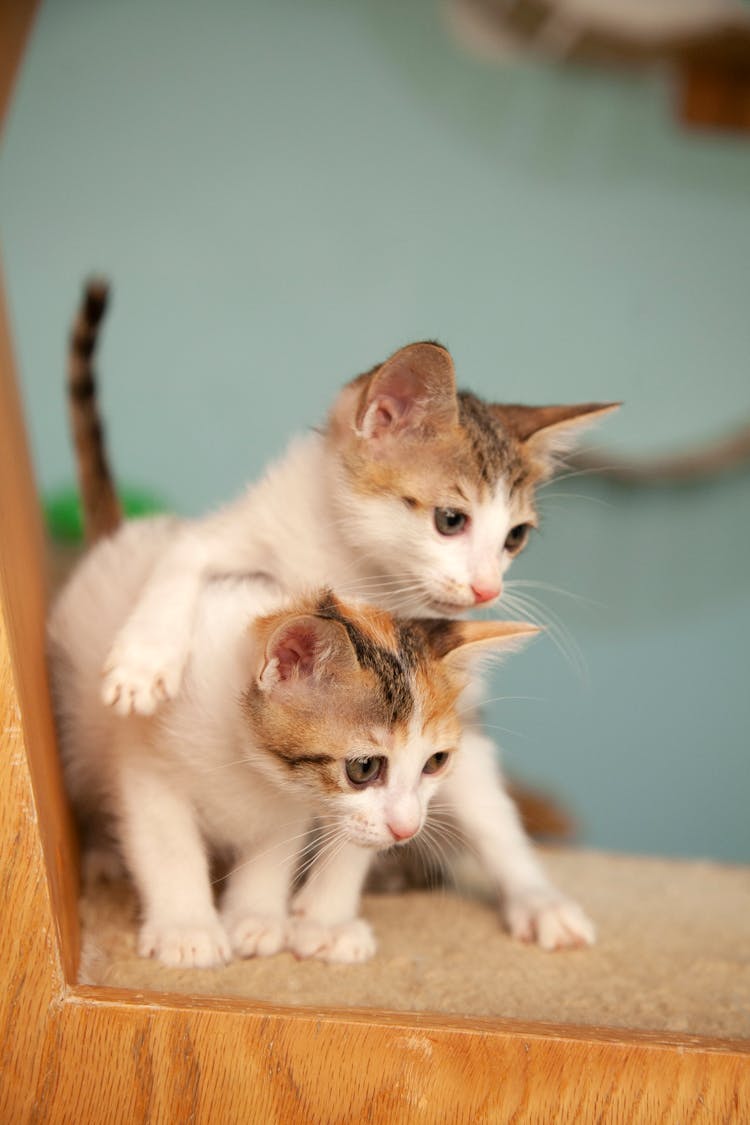 Two White Kittens Playing