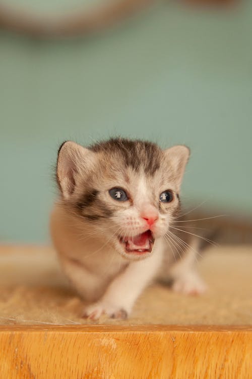 Free Newborn Kitten Screaming Stock Photo