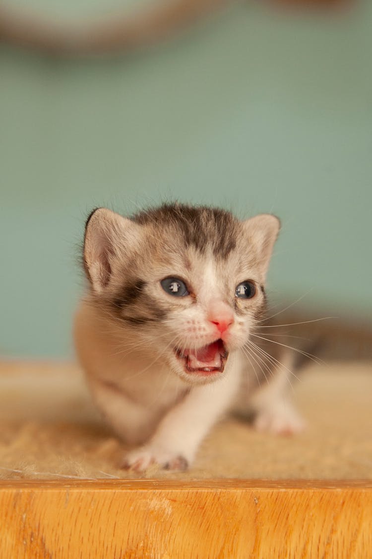 Newborn Kitten Screaming