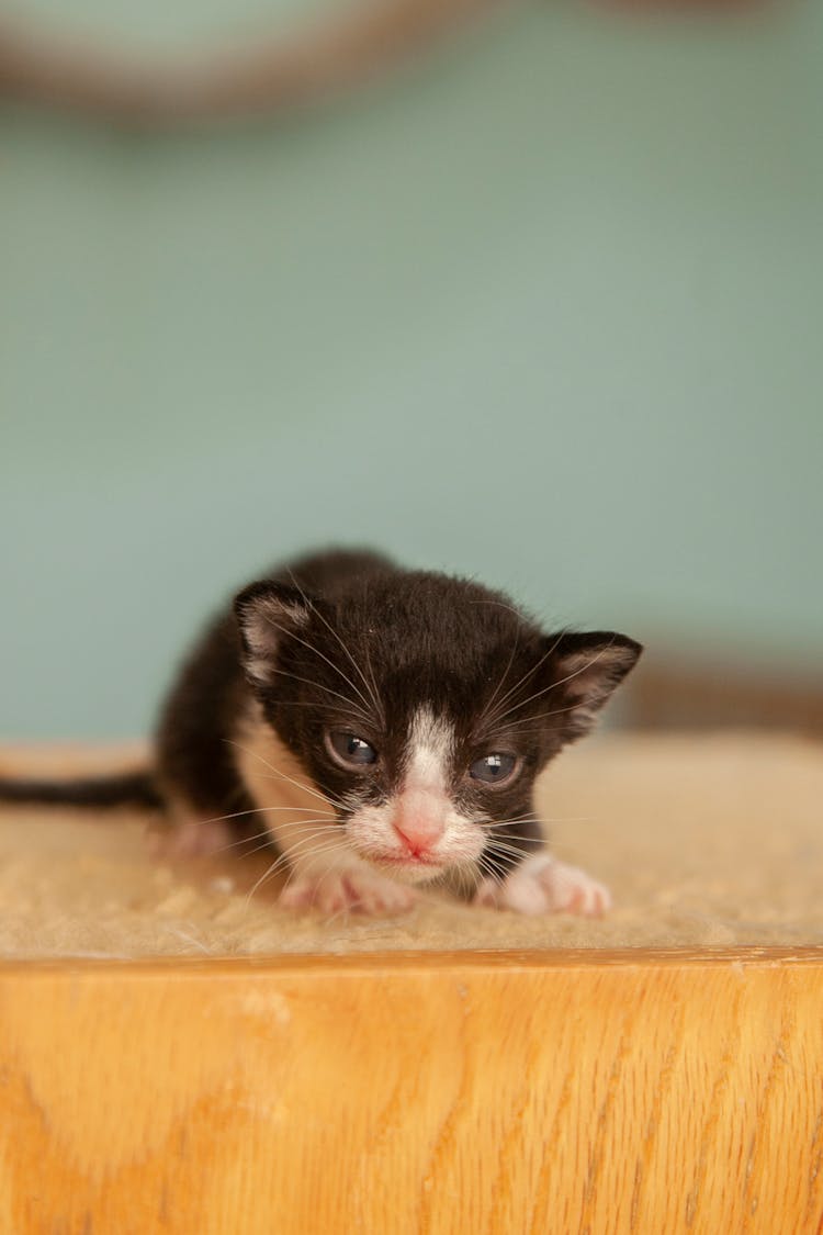 Black Newborn Kitten