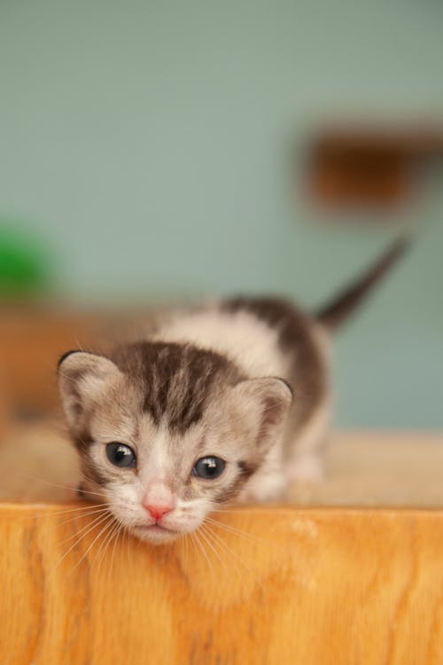 Free Gray Kitten in Close Up Photography Stock Photo