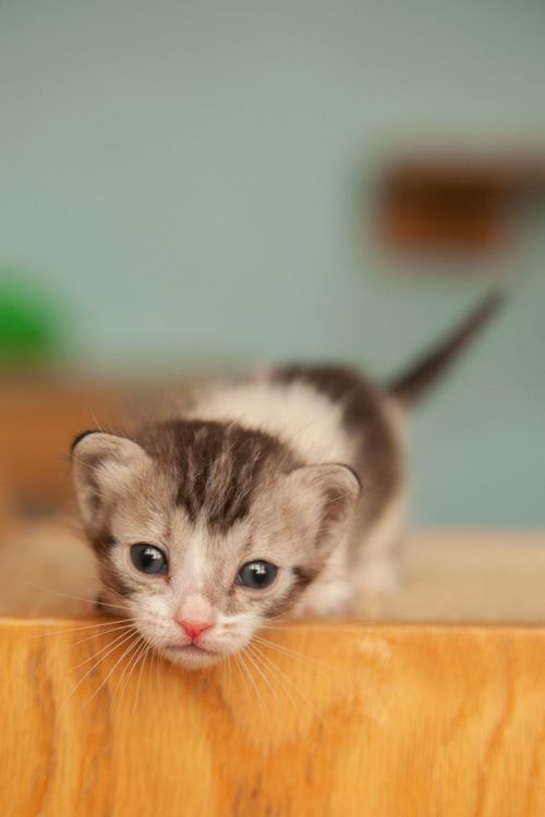 Free Cute tabby kitten with blue eyes, close-up in a warm indoor setting. Stock Photo