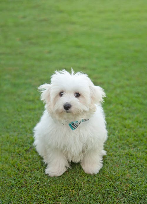 Free White Furry Dog on Grass Stock Photo