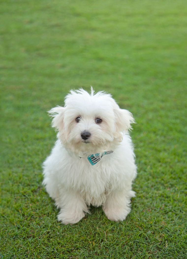Small white fluffy dog sitting calmly looking directly at the camera