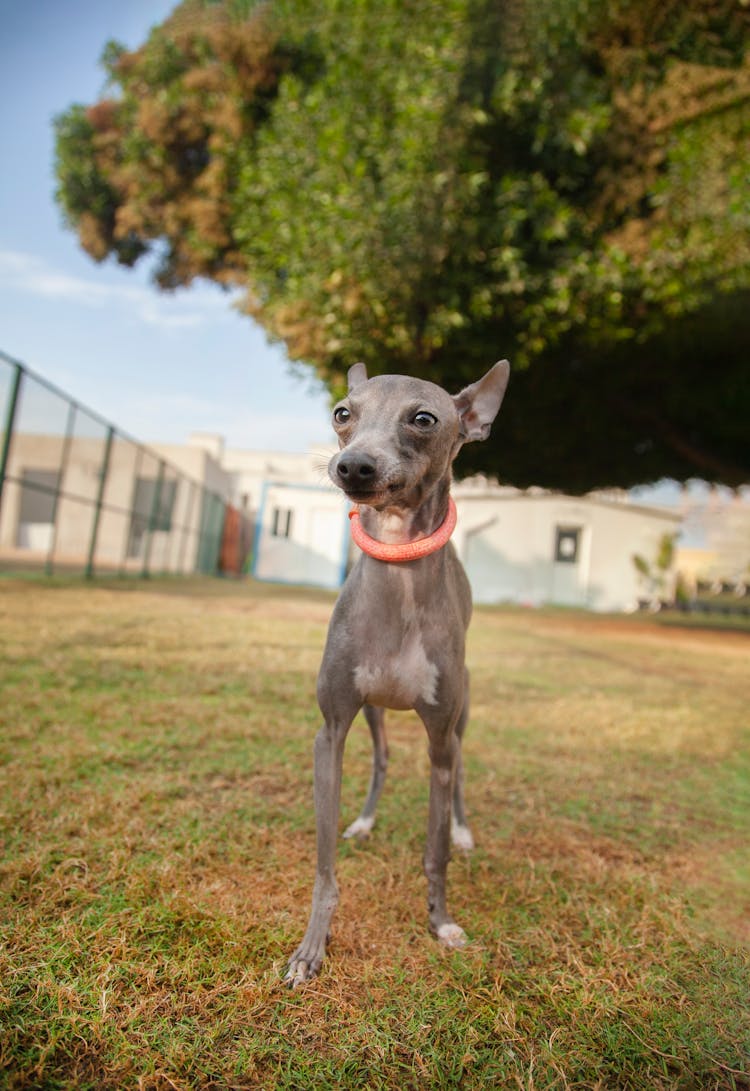 Greyhound Puppy On Grass