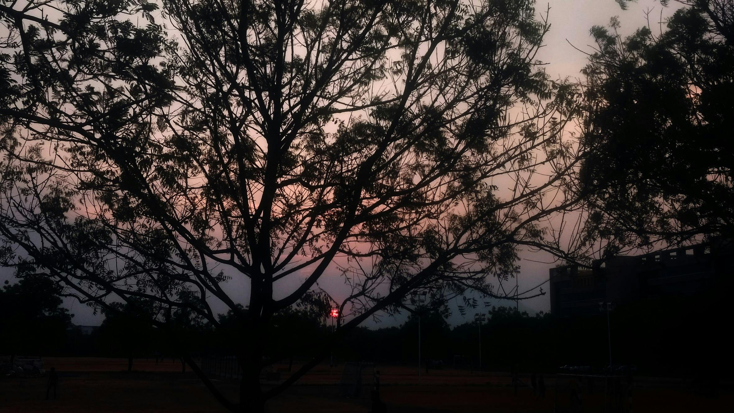 Free stock photo of #sunset #tree, evening sky, nature photography