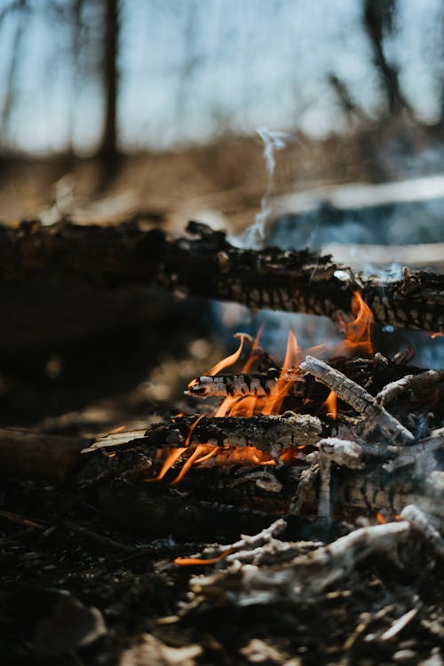 Close-Up Shot of Burning Woods