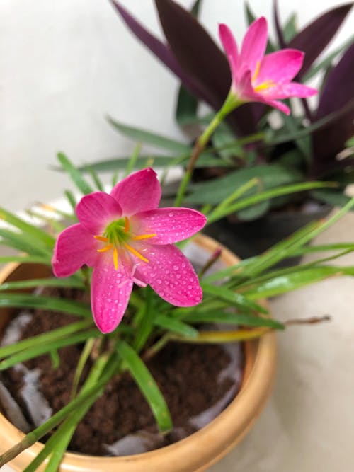 Free Close-Up Shot of Pink Rain Lilies in a Pot Stock Photo