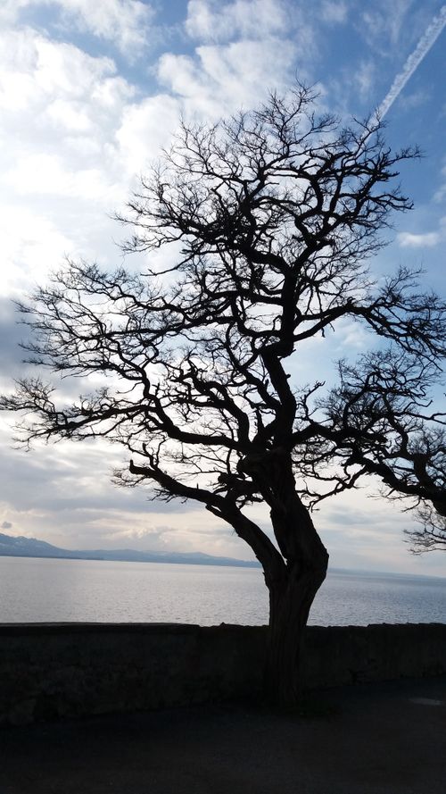 Free stock photo of clouds, nature, tree Stock Photo