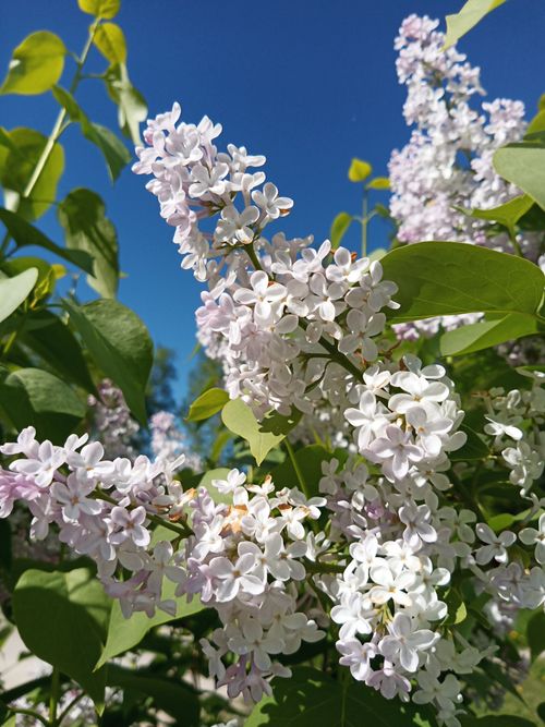 Free Close-up of vibrant lilac flowers blooming against a clear blue sky in Arkhangelsk, Russia. Stock Photo