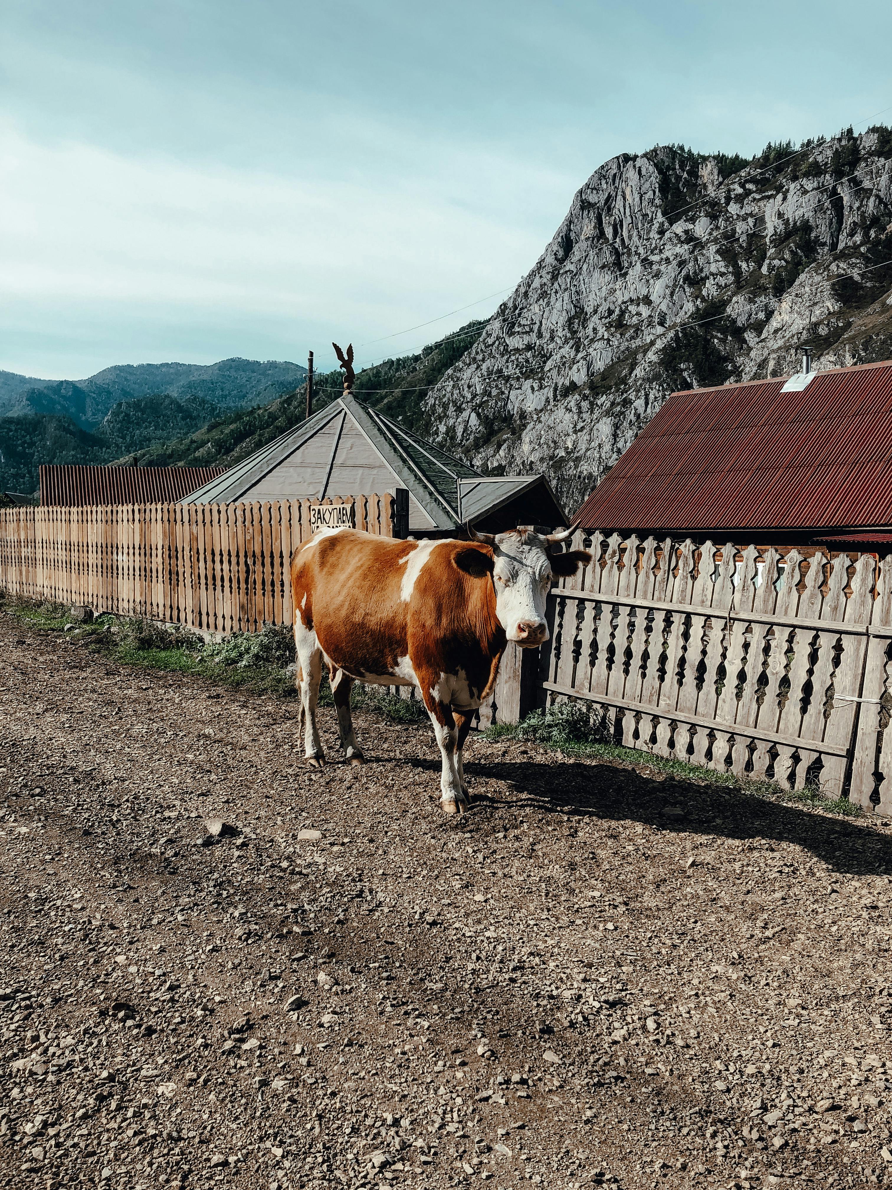 Gratuit Photos gratuites de à distance, agriculture, alpin Photos