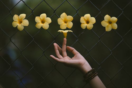 Free Close-Up Shot of a Person Holding Yellow Flowers Stock Photo