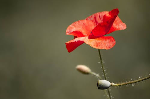 Free Red Flower in Tilt Shift Lens Stock Photo