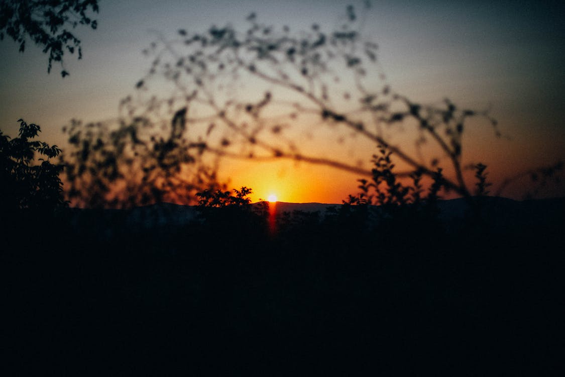 Silhouette of Plants during Sunset