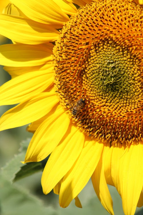 A Close-Up Shot of a Sunflower