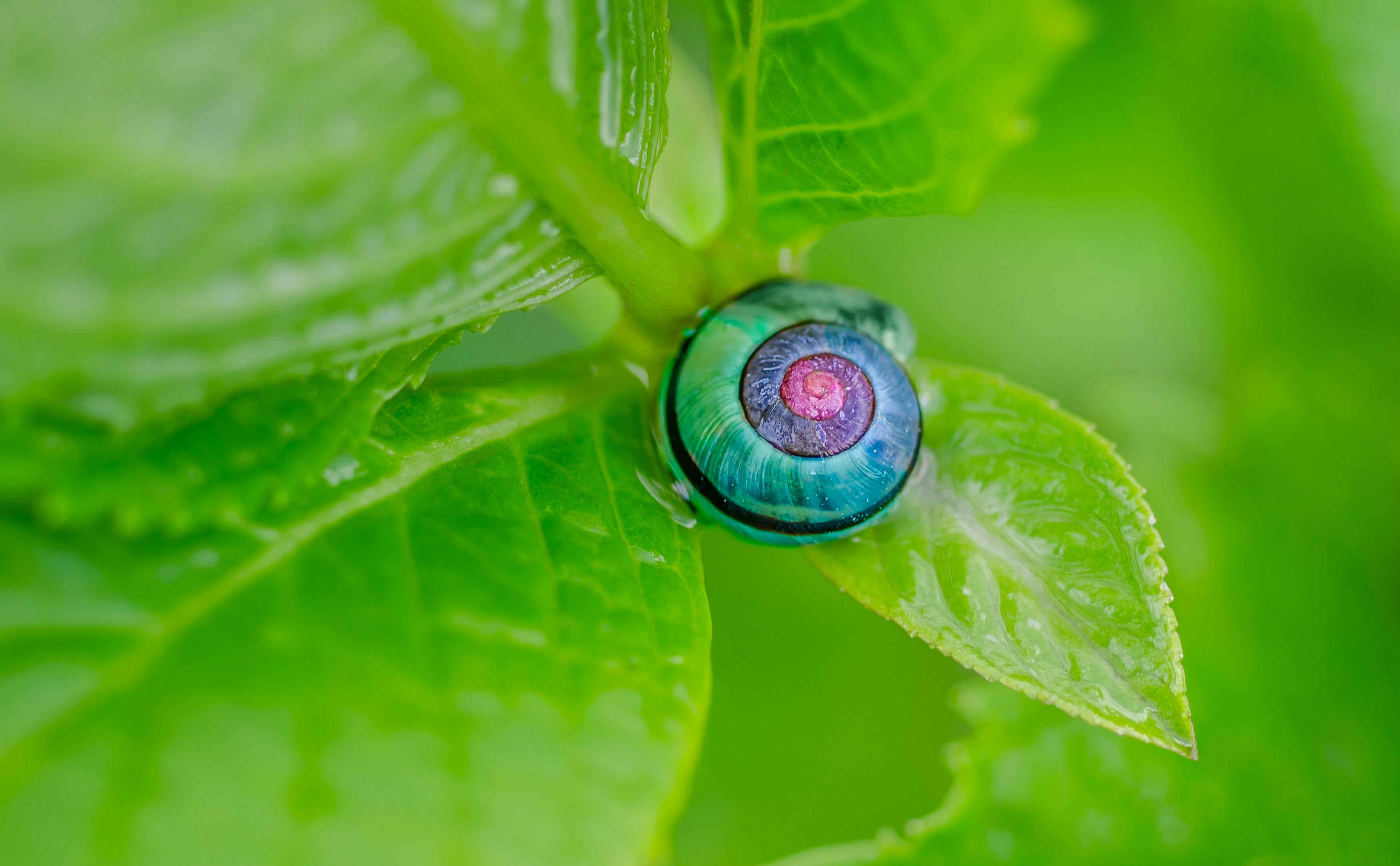 Green Pink and Blue Snail on Top of Green Leaf Free Stock Photo