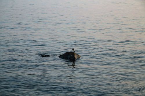 Free A serene seascape at Большой Утриш with a bird perched on a rock. Stock Photo