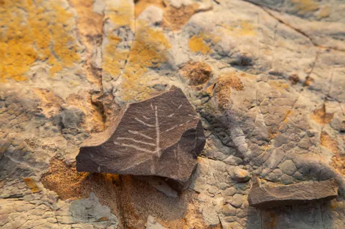 A Feather in Dinosaur Poop Explains Why Birds Survived