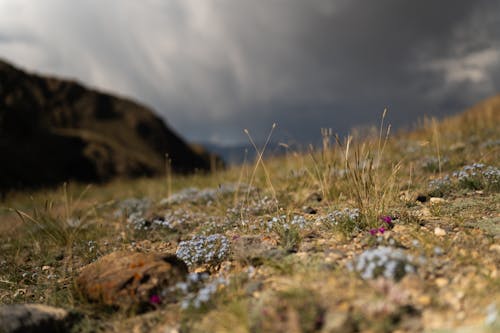 Darmowe zdjęcie z galerii z głębia pola, kamienie, rośliny kwitnące