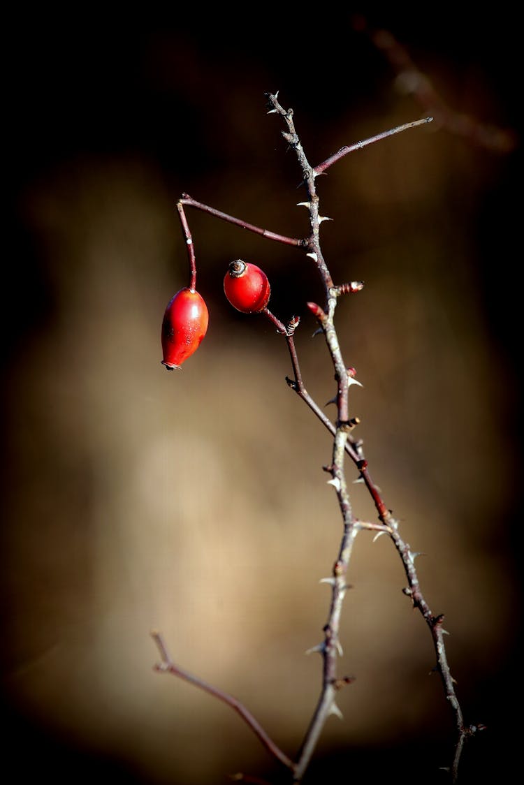 Red Rose Fruit On A Branch With Thorns