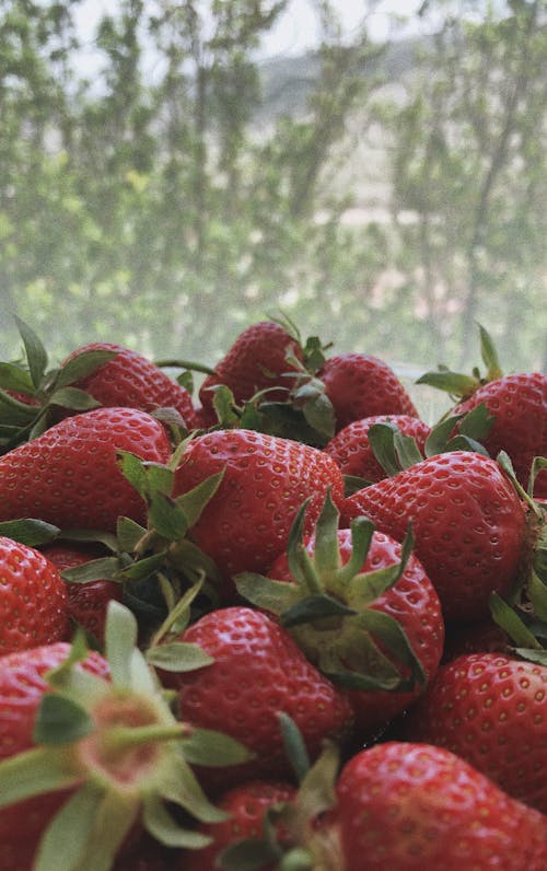 Close-Up Shot of Fresh Strawberries