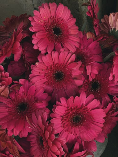 Gerberas