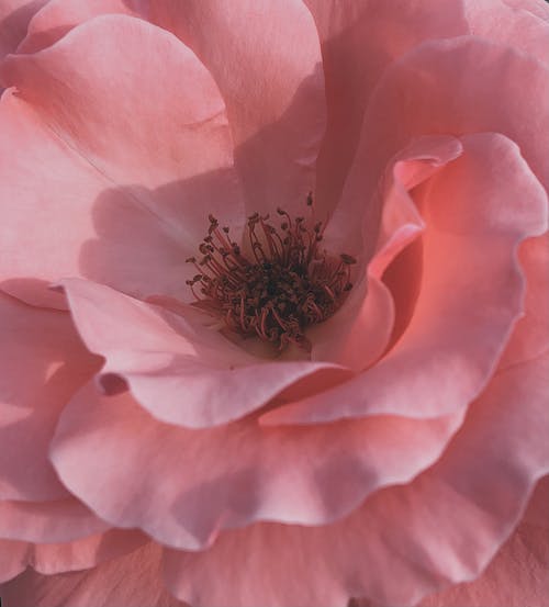 Pink Flower in Macro Shot