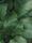green aesthetic