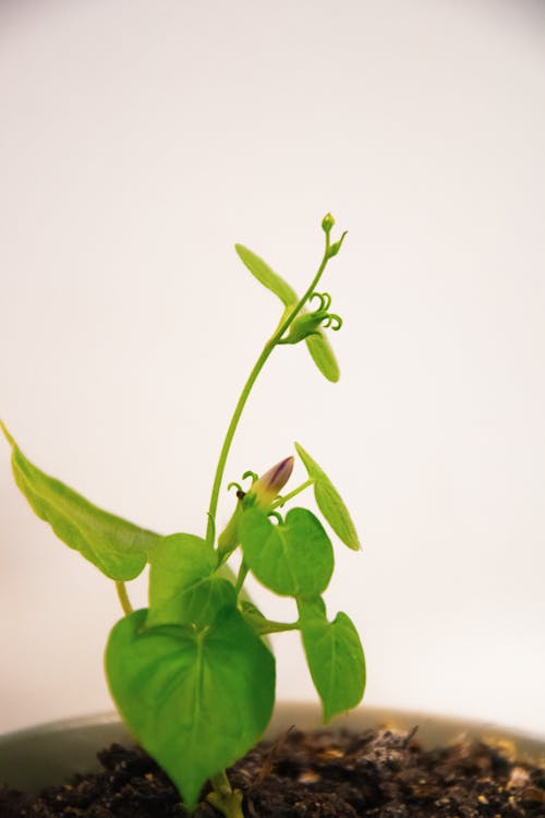Free stock photo of bud, flower bearing plants, pot plants
