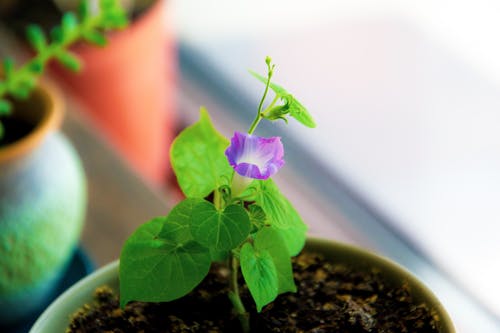 Free stock photo of flower bearing plants, potted plant, purple flower