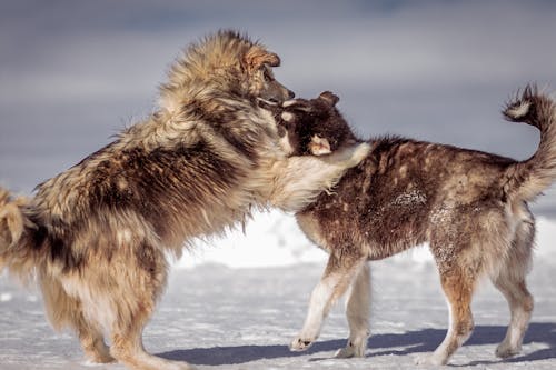 Two Siberian Husky Playing