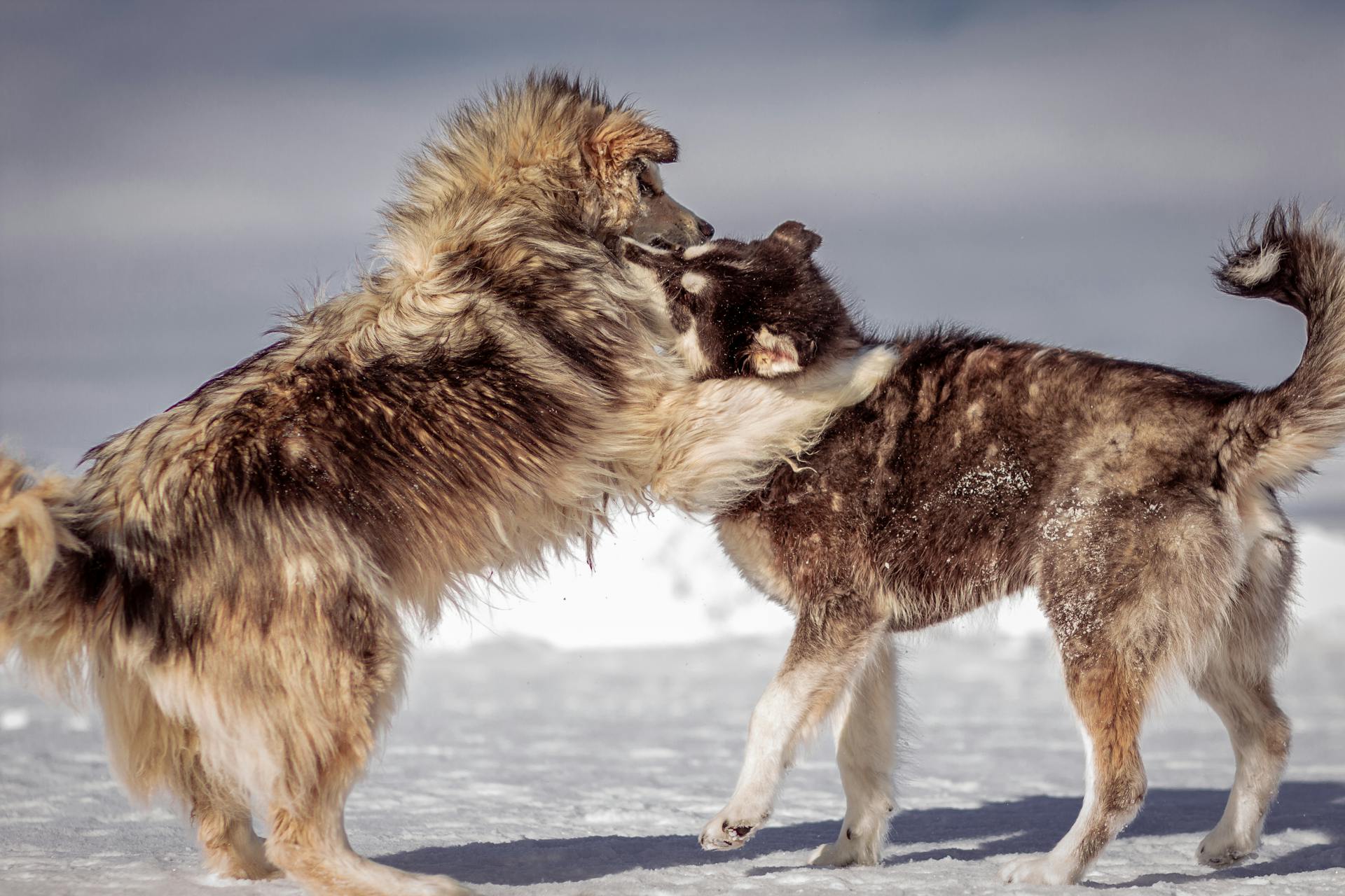 Two Siberian Husky Playing