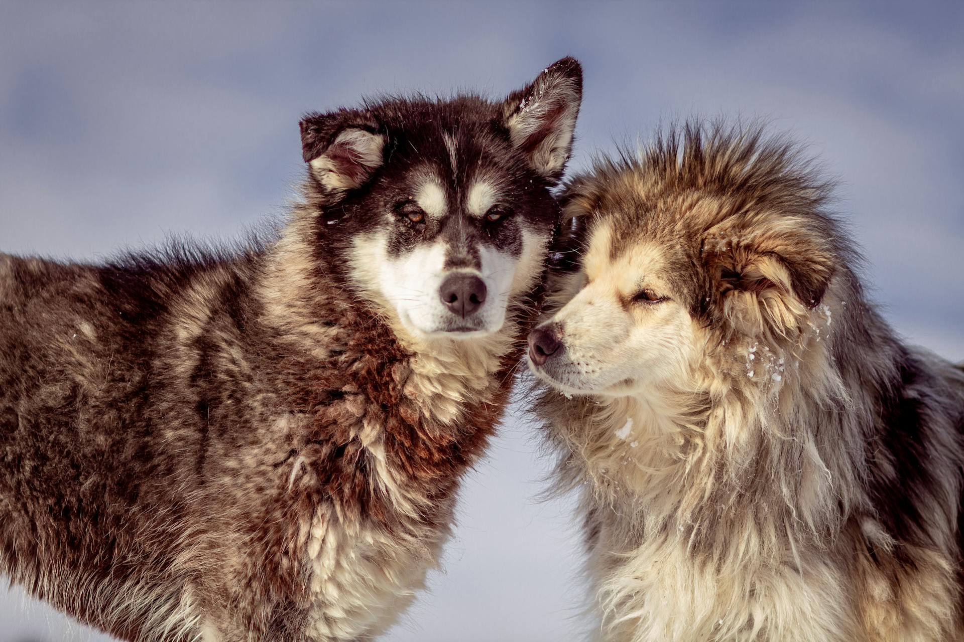 Paar Alaskan Malamute-honden