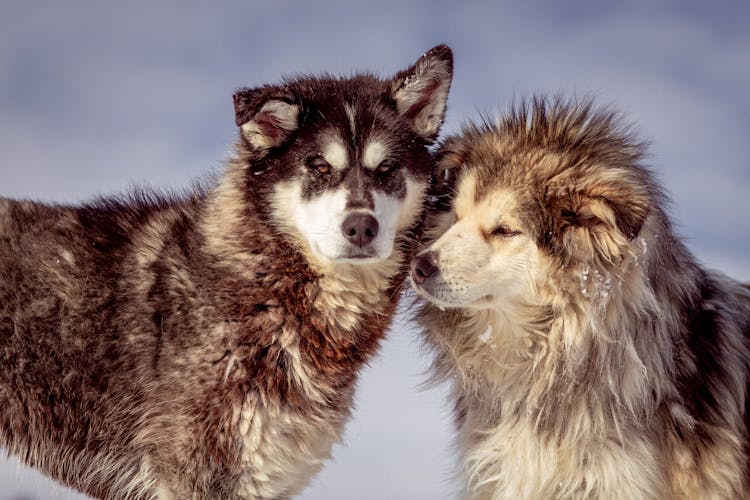 Pair Of Malamute Alaskan Dogs