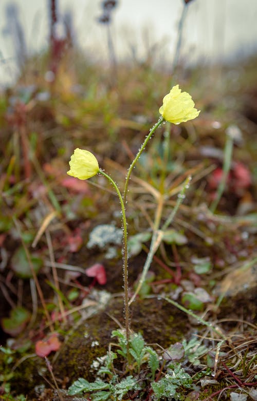 Δωρεάν στοκ φωτογραφιών με papaver radicatum, άνθηση, επιλεκτική εστίαση