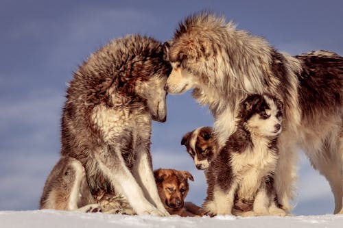 Free A Group of Siberian Husky Stock Photo