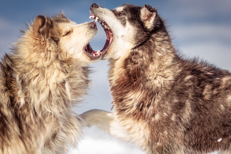 Young Wolves Biting Each Other On Snow