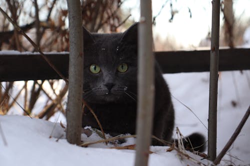 Free Close-Up Shot of a Black Cat Stock Photo