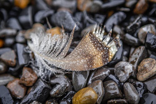 Fotobanka s bezplatnými fotkami na tému kamene, mokrý, perie