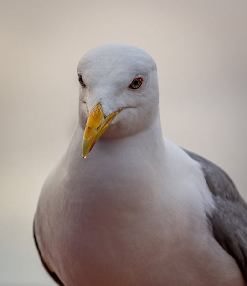 Free Close-Up Shot of a Seagull Stock Photo