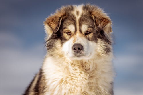 Close-Up Shot of a Furry Dog