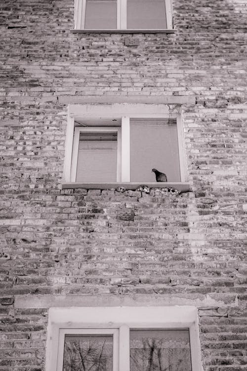 Free 
A Grayscale of a Window with a Pigeon on a Window Sill Stock Photo