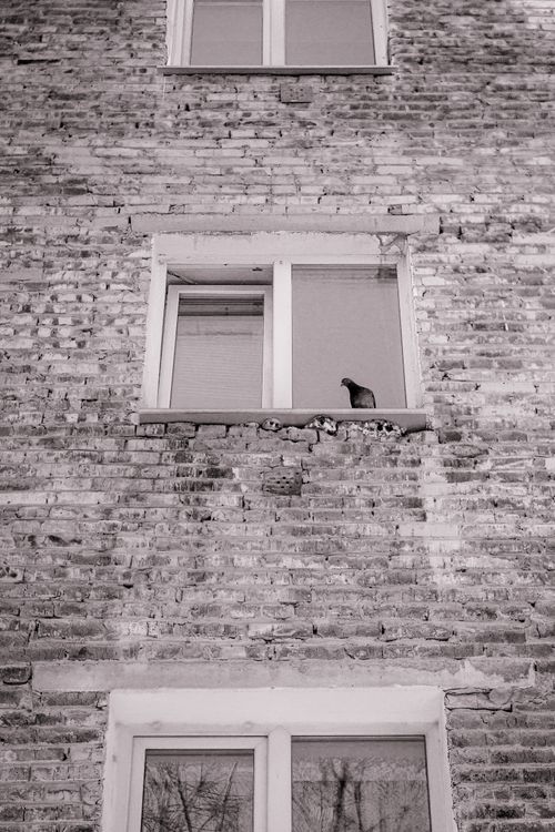 Free Grayscale image of a pigeon perched on a window sill of a brick building, vertical shot. Stock Photo