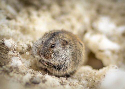 Free Adorable vole nestled in its snowy, natural habitat, showcasing its fluffy, brown fur. Stock Photo
