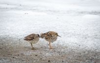 A CLose-Up Shot of Ruff Birds
