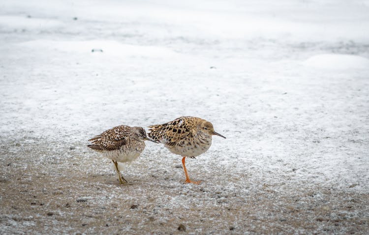 

A CLose-Up Shot Of Ruff Birds